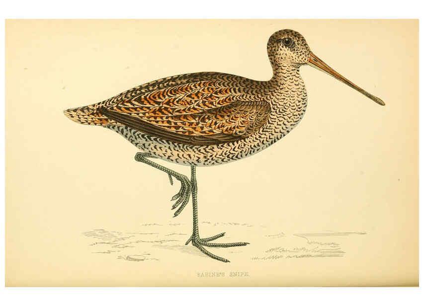 Reproducción/Reproduction 6009019526: A history of British birds. v.6 London,Groombridge and Sons,[1862?-1867?] 