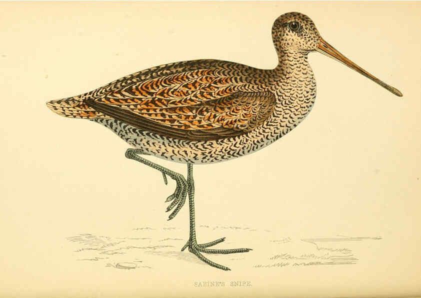 Reproducción/Reproduction 6009019526: A history of British birds. v.6 London,Groombridge and Sons,[1862?-1867?] 