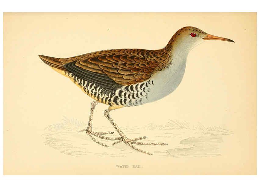 Reproducción/Reproduction 6008477889: A history of British birds. v.6 London,Groombridge and Sons,[1862?-1867?] 