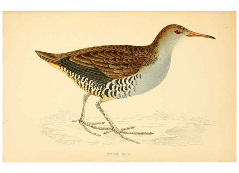 Reproducción/Reproduction 6008477889: A history of British birds. v.6 London,Groombridge and Sons,[1862?-1867?] 