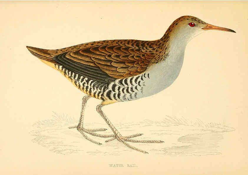 Reproducción/Reproduction 6008477889: A history of British birds. v.6 London,Groombridge and Sons,[1862?-1867?] 