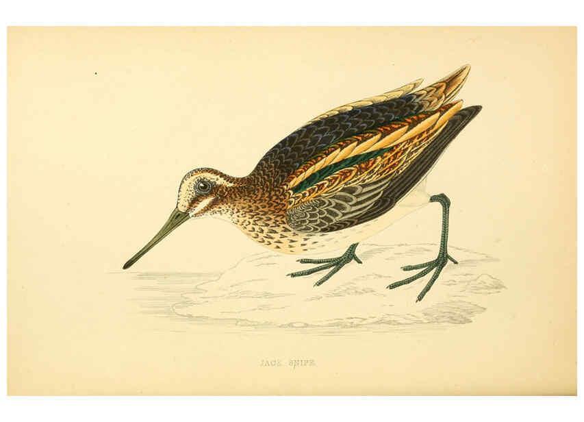 Reproducción/Reproduction 6009019258: A history of British birds. v.6 London,Groombridge and Sons,[1862?-1867?] 