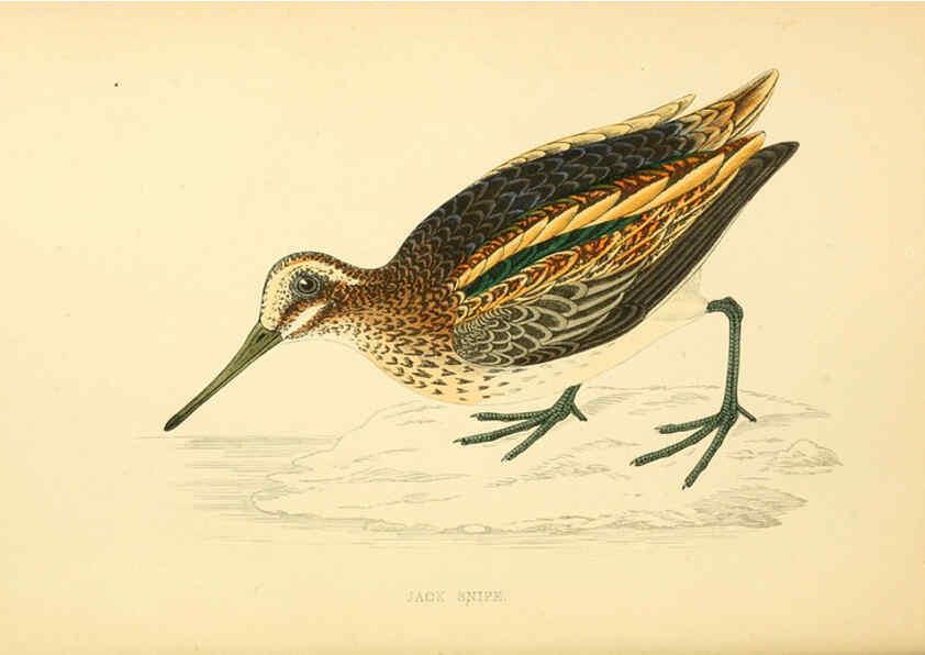 Reproducción/Reproduction 6009019258: A history of British birds. v.6 London,Groombridge and Sons,[1862?-1867?] 