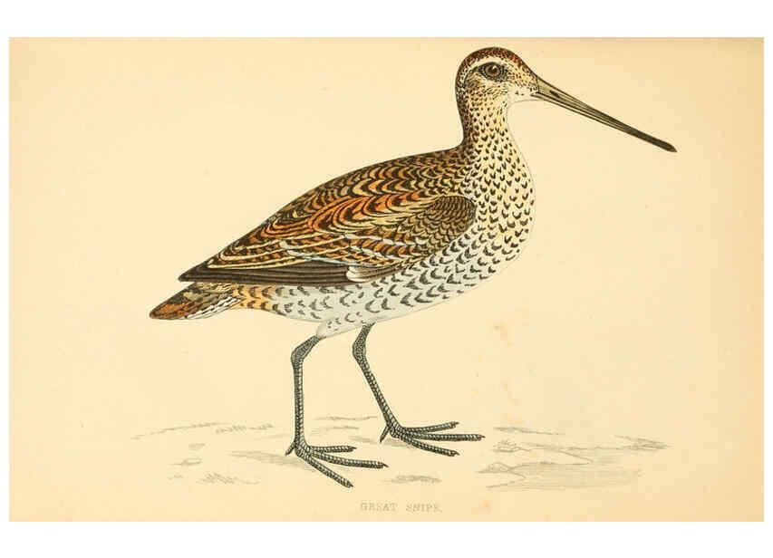 Reproducción/Reproduction 6008471271: A history of British birds. v.6 London,Groombridge and Sons,[1862?-1867?] 