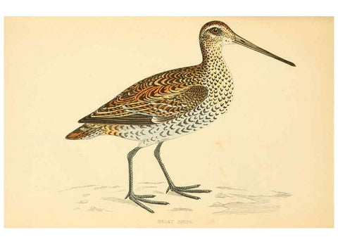 Reproducción/Reproduction 6008471271: A history of British birds. v.6 London,Groombridge and Sons,[1862?-1867?] 