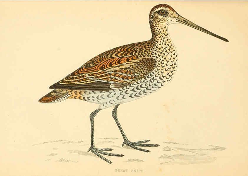 Reproducción/Reproduction 6008471271: A history of British birds. v.6 London,Groombridge and Sons,[1862?-1867?] 