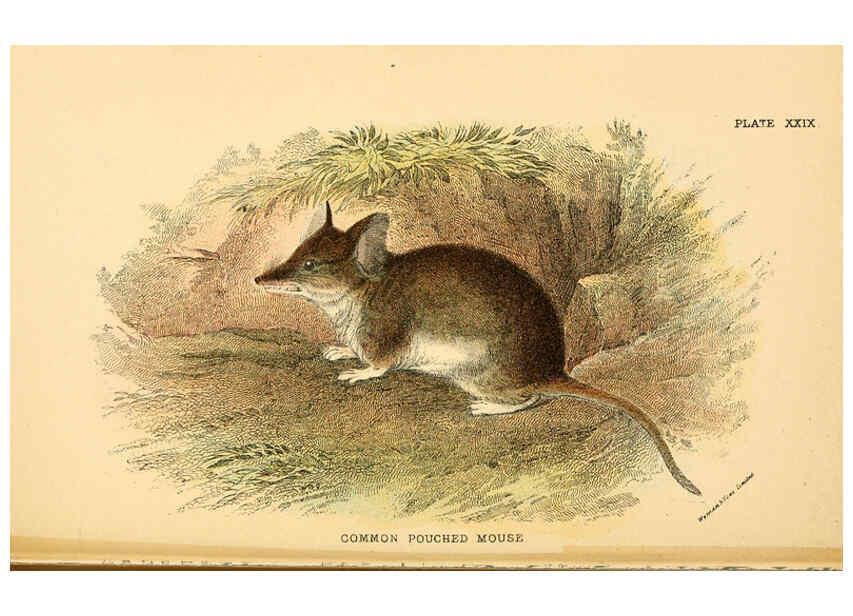 Reproducción/Reproduction 6008356483: A hand-book to the marsupialia and monotremata London :E. Lloyd,1896