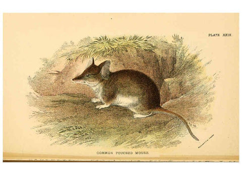 Reproducción/Reproduction 6008356483: A hand-book to the marsupialia and monotremata London :E. Lloyd,1896