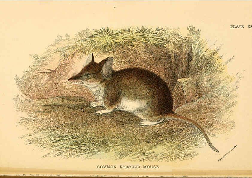 Reproducción/Reproduction 6008356483: A hand-book to the marsupialia and monotremata London :E. Lloyd,1896