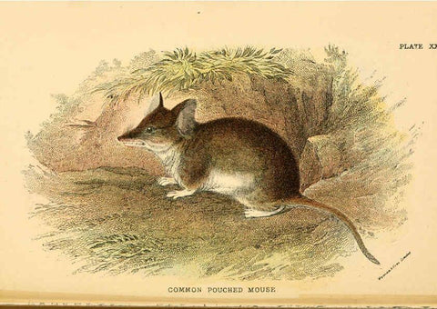 Reproducción/Reproduction 6008356483: A hand-book to the marsupialia and monotremata London :E. Lloyd,1896