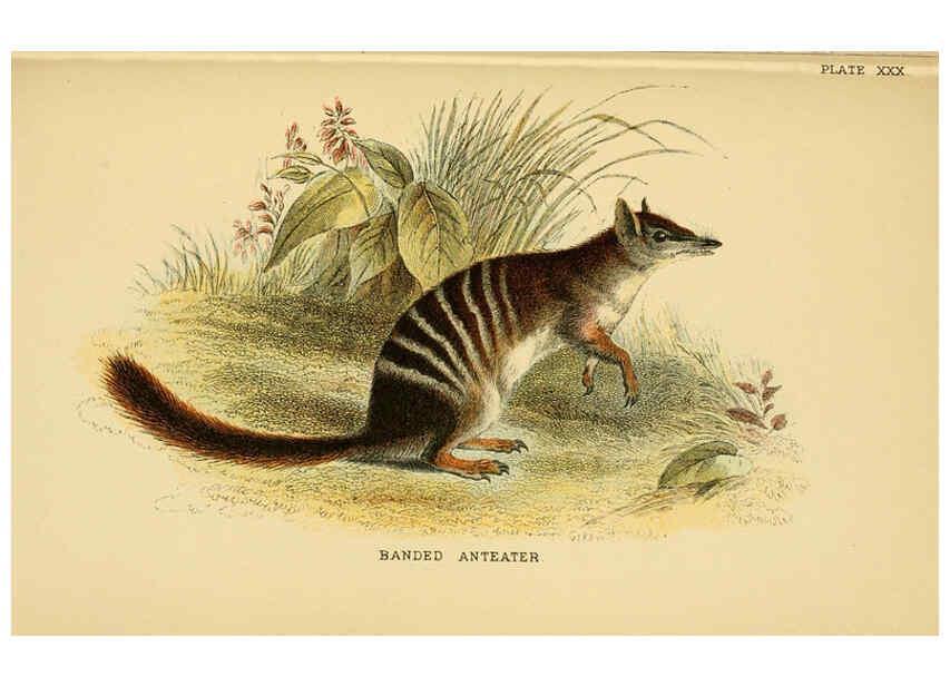 Reproducción/Reproduction 6008356875: A hand-book to the marsupialia and monotremata London :E. Lloyd,1896