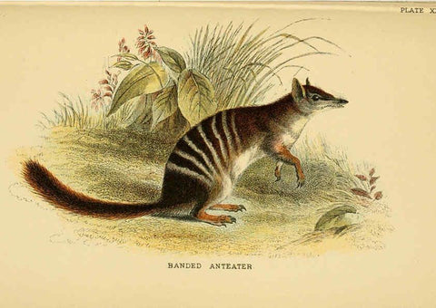Reproducción/Reproduction 6008356875: A hand-book to the marsupialia and monotremata London :E. Lloyd,1896