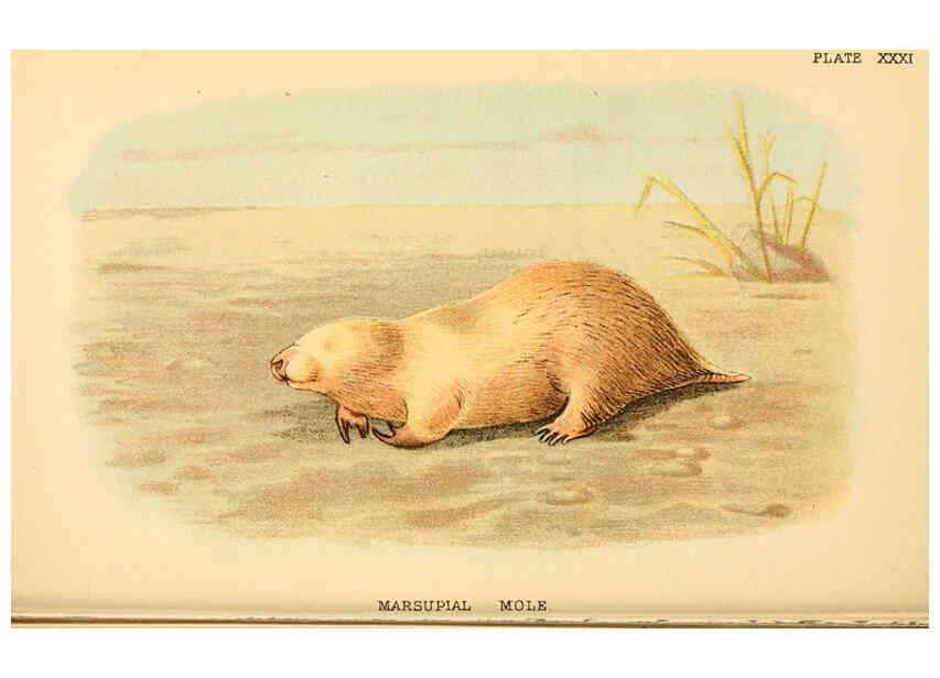 Reproducción/Reproduction 6008904998: A hand-book to the marsupialia and monotremata London :E. Lloyd,1896
