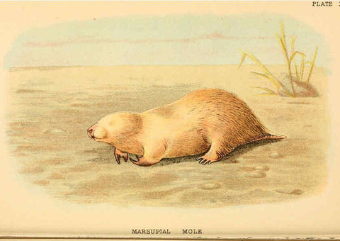 Reproducción/Reproduction 6008904998: A hand-book to the marsupialia and monotremata London :E. Lloyd,1896