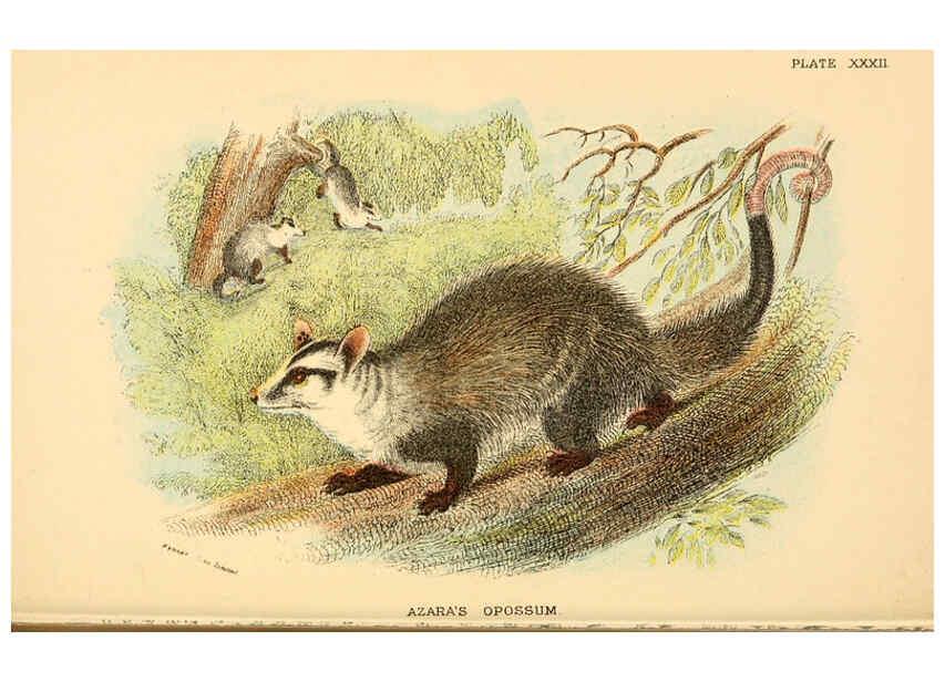 Reproducción/Reproduction 6008905224: A hand-book to the marsupialia and monotremata London :E. Lloyd,1896
