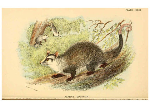 Reproducción/Reproduction 6008905224: A hand-book to the marsupialia and monotremata London :E. Lloyd,1896