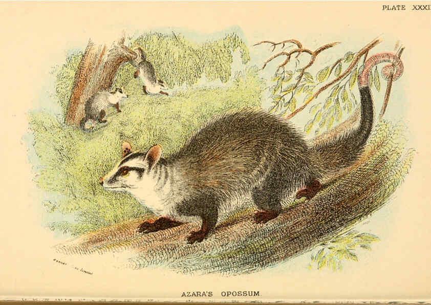 Reproducción/Reproduction 6008905224: A hand-book to the marsupialia and monotremata London :E. Lloyd,1896