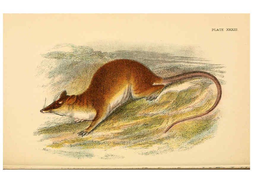 Reproducción/Reproduction 6008357667: A hand-book to the marsupialia and monotremata London :E. Lloyd,1896