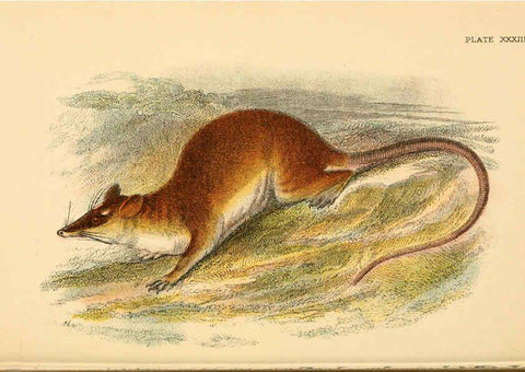 Reproducción/Reproduction 6008357667: A hand-book to the marsupialia and monotremata London :E. Lloyd,1896