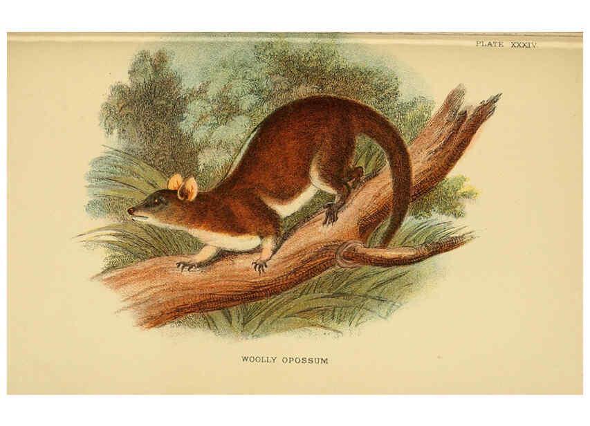 Reproducción/Reproduction 6008905790: A hand-book to the marsupialia and monotremata London :E. Lloyd,1896