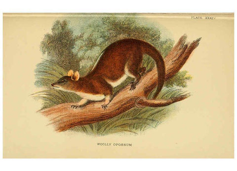 Reproducción/Reproduction 6008905790: A hand-book to the marsupialia and monotremata London :E. Lloyd,1896