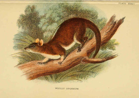 Reproducción/Reproduction 6008905790: A hand-book to the marsupialia and monotremata London :E. Lloyd,1896