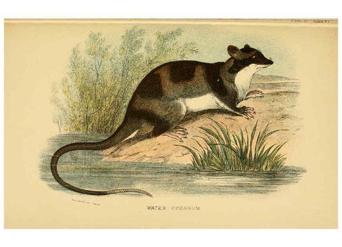 Reproducción/Reproduction 6008906138: A hand-book to the marsupialia and monotremata London :E. Lloyd,1896