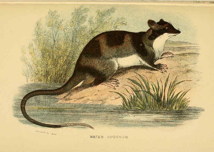 Reproducción/Reproduction 6008906138: A hand-book to the marsupialia and monotremata London :E. Lloyd,1896