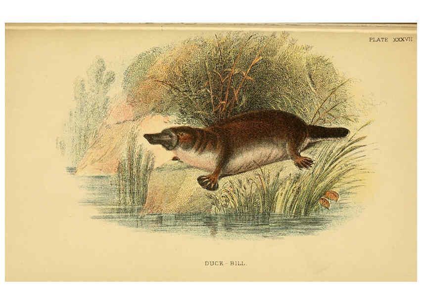 Reproducción/Reproduction 6008906394: A hand-book to the marsupialia and monotremata London :E. Lloyd,1896