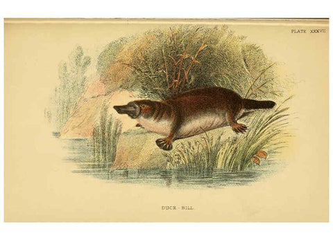 Reproducción/Reproduction 6008906394: A hand-book to the marsupialia and monotremata London :E. Lloyd,1896