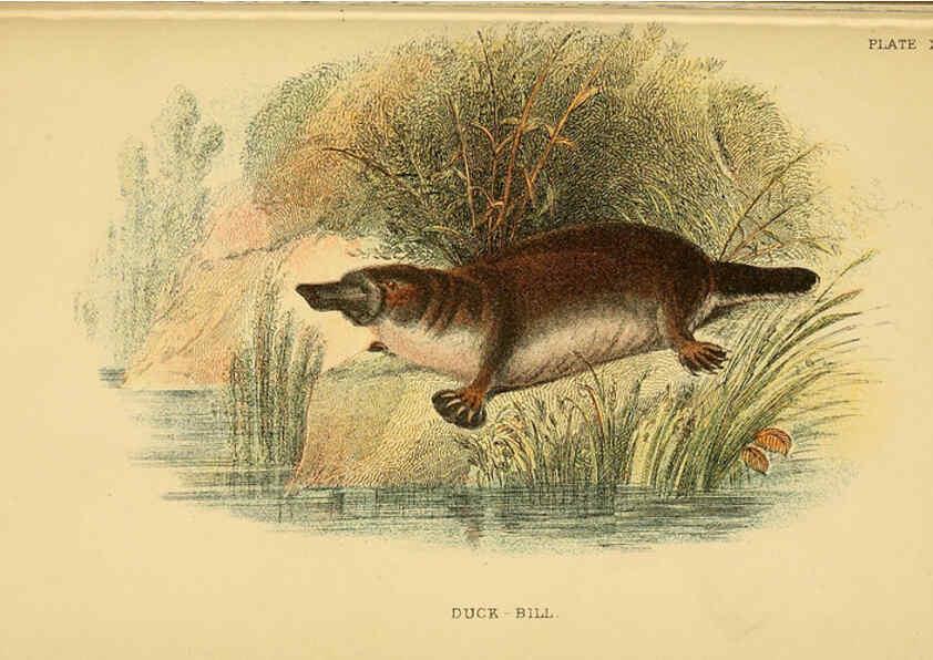 Reproducción/Reproduction 6008906394: A hand-book to the marsupialia and monotremata London :E. Lloyd,1896