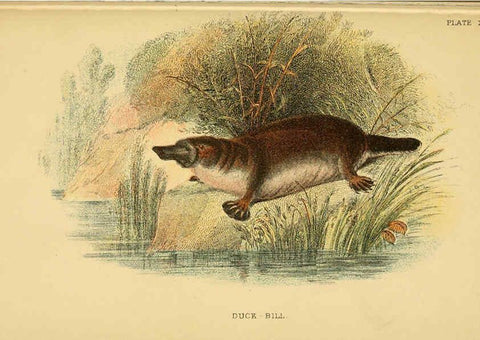Reproducción/Reproduction 6008906394: A hand-book to the marsupialia and monotremata London :E. Lloyd,1896