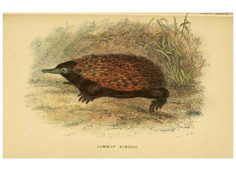 Reproducción/Reproduction 6008906890: A hand-book to the marsupialia and monotremata London :E. Lloyd,1896