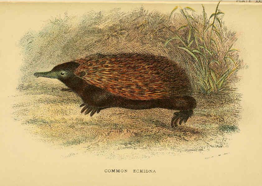 Reproducción/Reproduction 6008906890: A hand-book to the marsupialia and monotremata London :E. Lloyd,1896