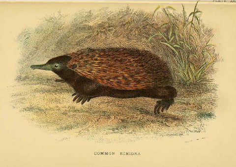 Reproducción/Reproduction 6008906890: A hand-book to the marsupialia and monotremata London :E. Lloyd,1896