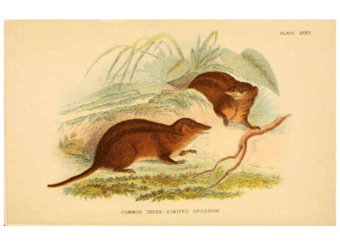 Reproducción/Reproduction 6008371643: A hand-book to the marsupialia and monotremata London :E. Lloyd,1896