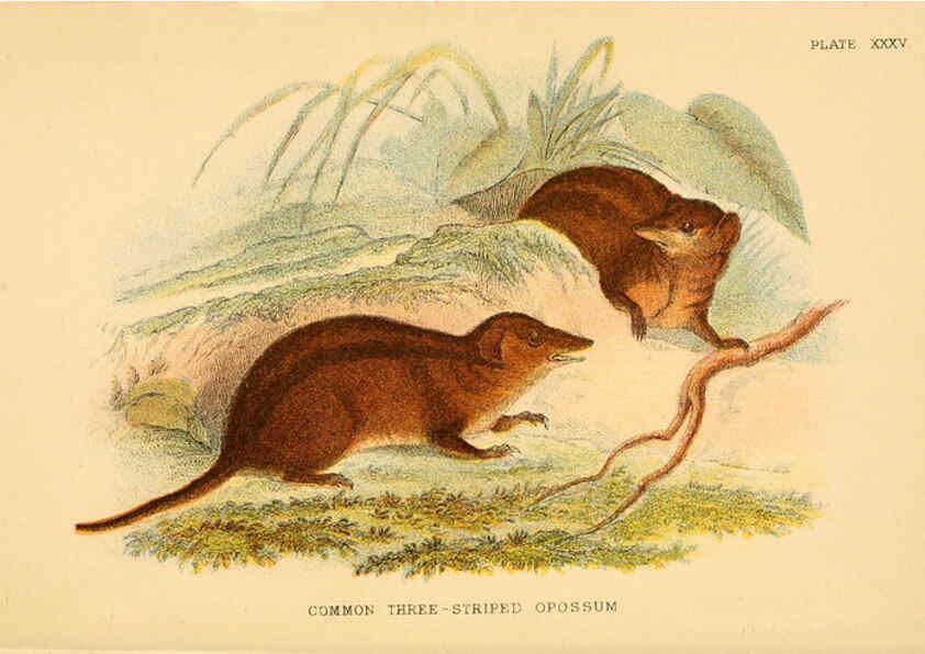 Reproducción/Reproduction 6008371643: A hand-book to the marsupialia and monotremata London :E. Lloyd,1896