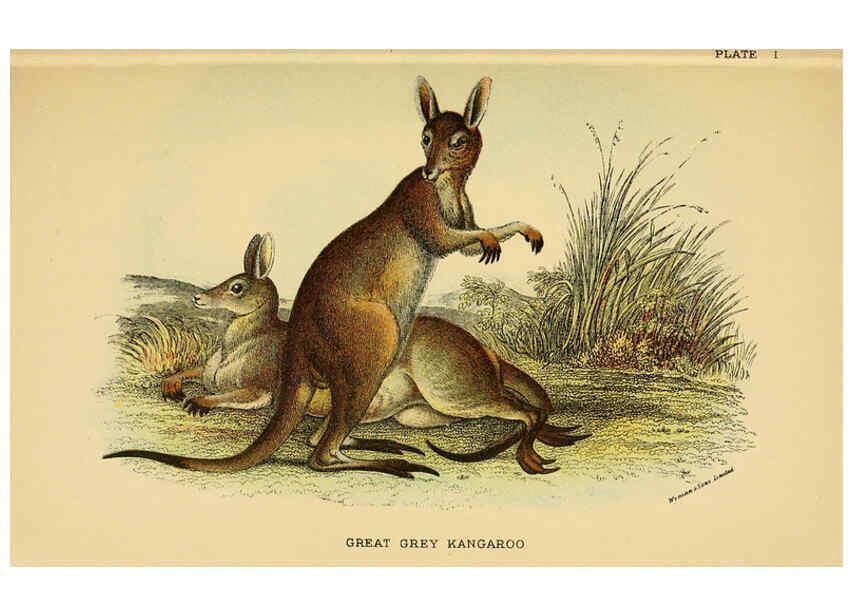 Reproducción/Reproduction 6008371869: A hand-book to the marsupialia and monotremata London :E. Lloyd,1896