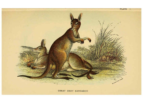 Reproducción/Reproduction 6008371869: A hand-book to the marsupialia and monotremata London :E. Lloyd,1896