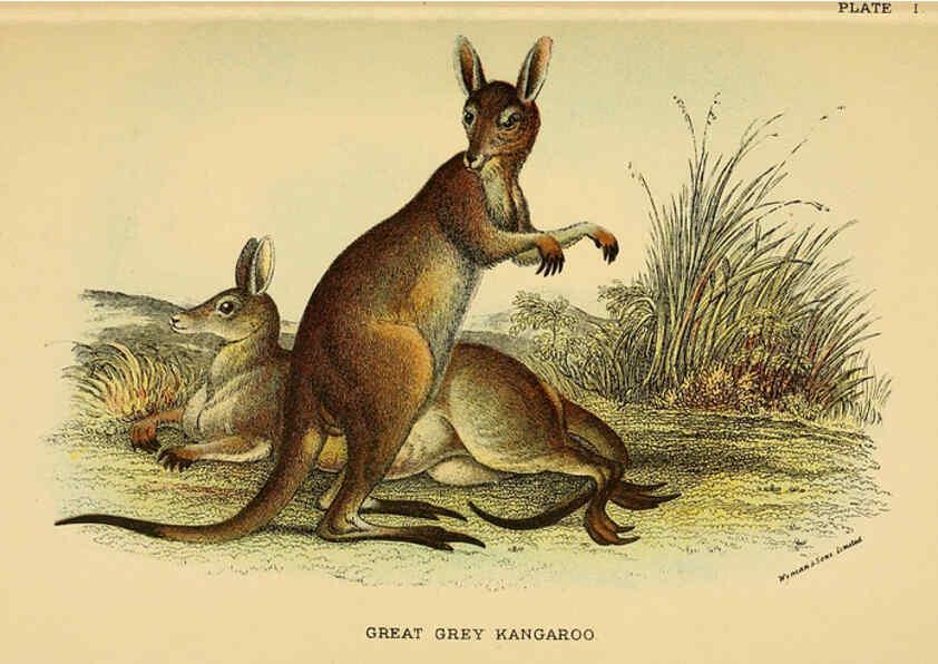 Reproducción/Reproduction 6008371869: A hand-book to the marsupialia and monotremata London :E. Lloyd,1896