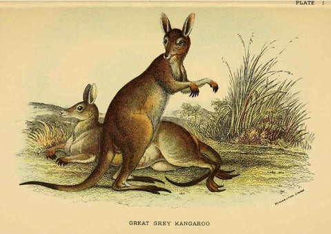 Reproducción/Reproduction 6008371869: A hand-book to the marsupialia and monotremata London :E. Lloyd,1896
