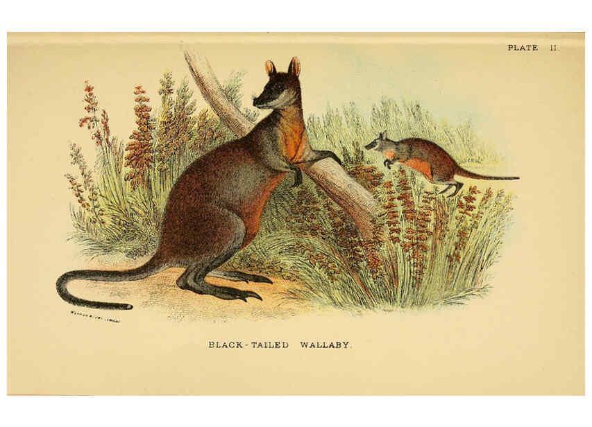 Reproducción/Reproduction 6008372131: A hand-book to the marsupialia and monotremata London :E. Lloyd,1896