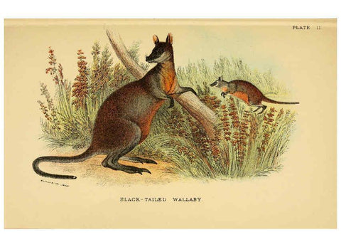 Reproducción/Reproduction 6008372131: A hand-book to the marsupialia and monotremata London :E. Lloyd,1896