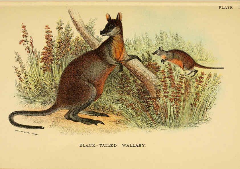 Reproducción/Reproduction 6008372131: A hand-book to the marsupialia and monotremata London :E. Lloyd,1896