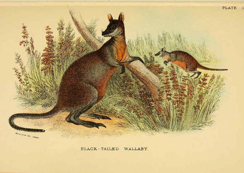 Reproducción/Reproduction 6008372131: A hand-book to the marsupialia and monotremata London :E. Lloyd,1896