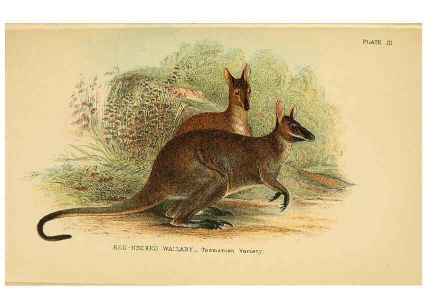 Reproducción/Reproduction 6008920412: A hand-book to the marsupialia and monotremata London :E. Lloyd,1896