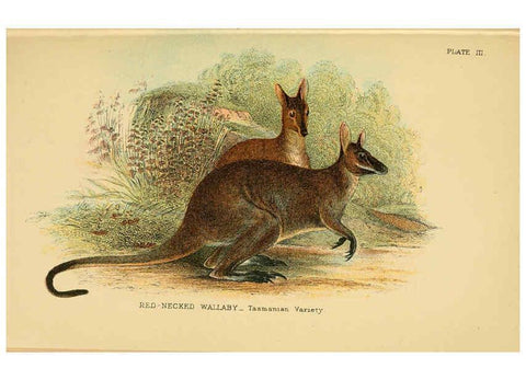 Reproducción/Reproduction 6008920412: A hand-book to the marsupialia and monotremata London :E. Lloyd,1896