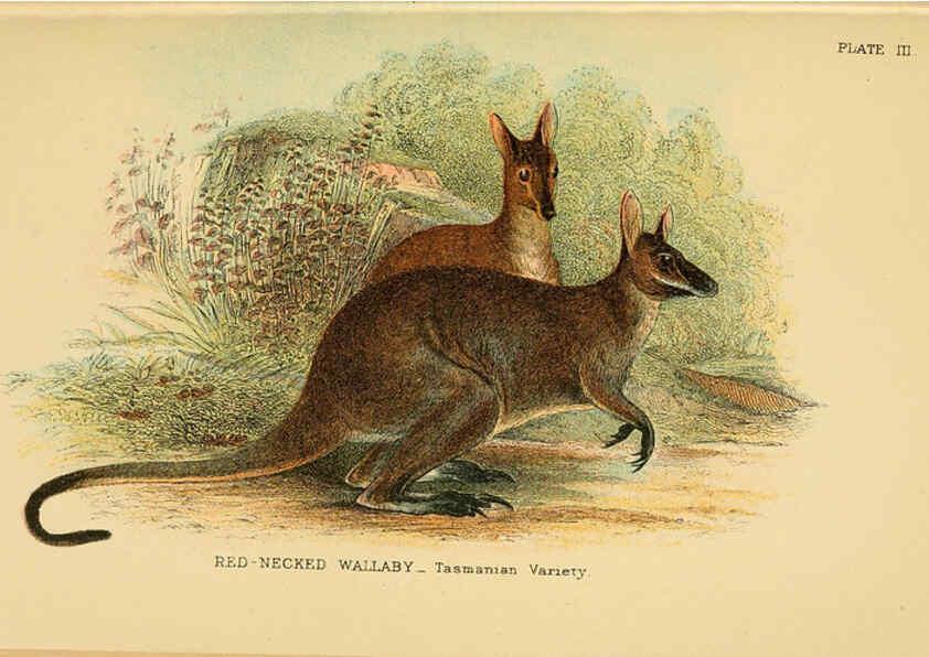 Reproducción/Reproduction 6008920412: A hand-book to the marsupialia and monotremata London :E. Lloyd,1896