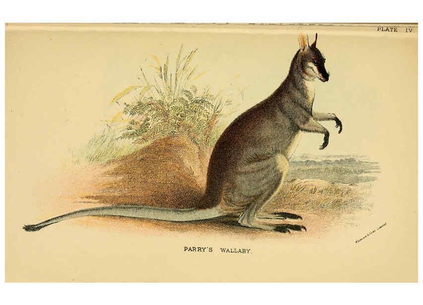 Reproducción/Reproduction 6008372565: A hand-book to the marsupialia and monotremata London :E. Lloyd,1896
