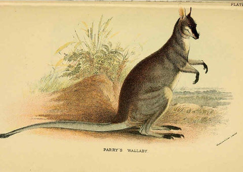 Reproducción/Reproduction 6008372565: A hand-book to the marsupialia and monotremata London :E. Lloyd,1896